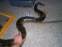 green anaconda during cage cleaning