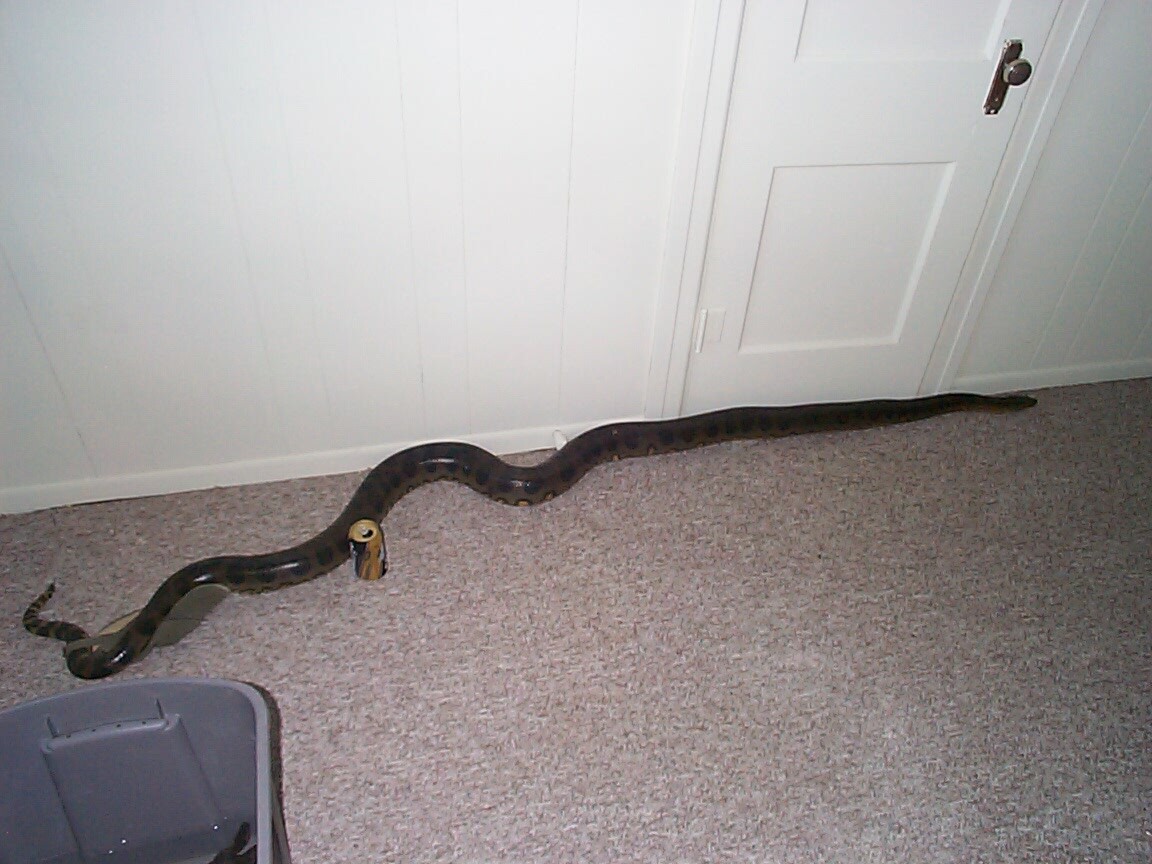 Green conda streched out