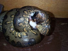 feeding1