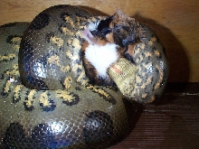 feeding2