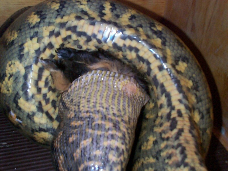 feeding3