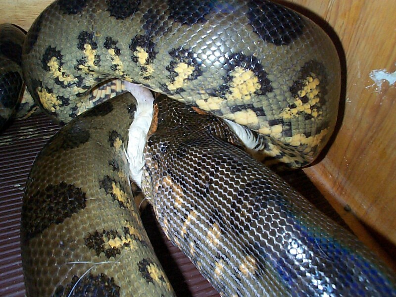 feeding5