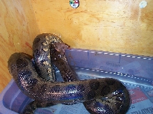 feeding2