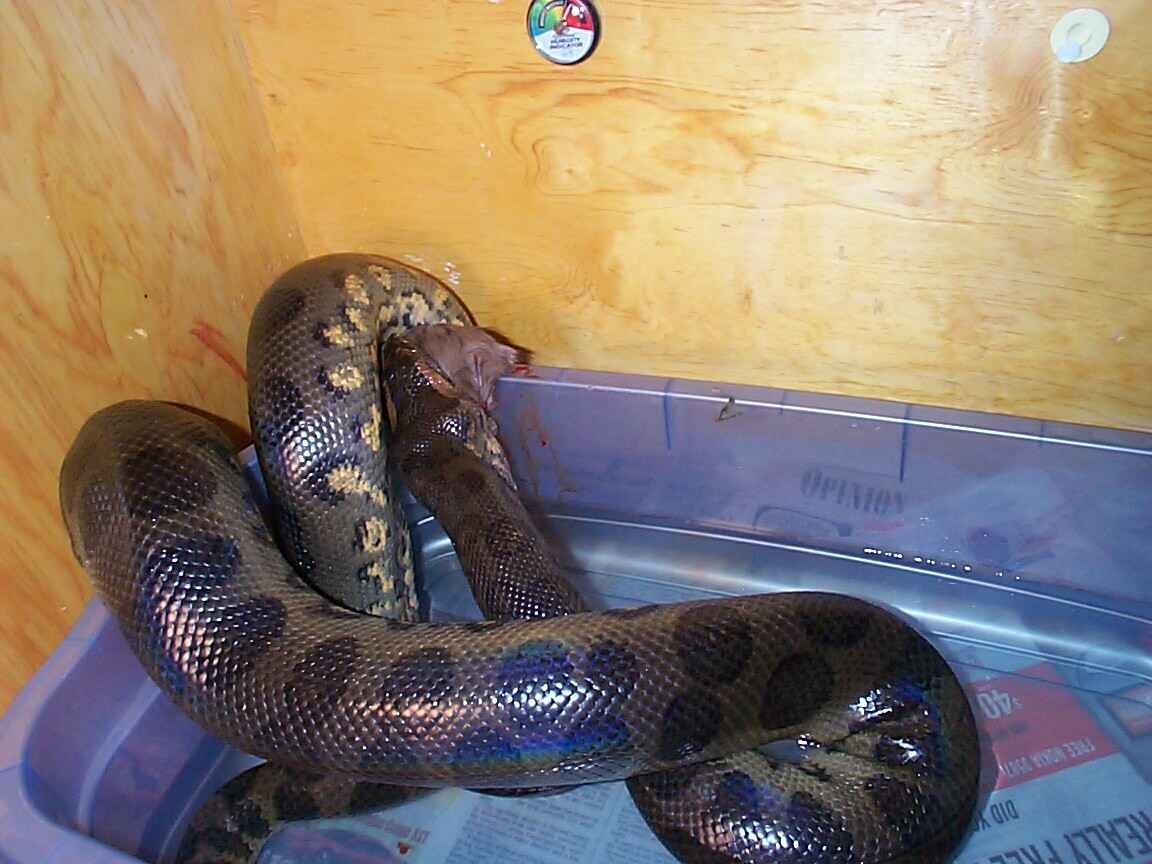 feeding2