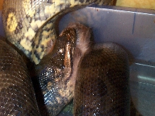 feeding3
