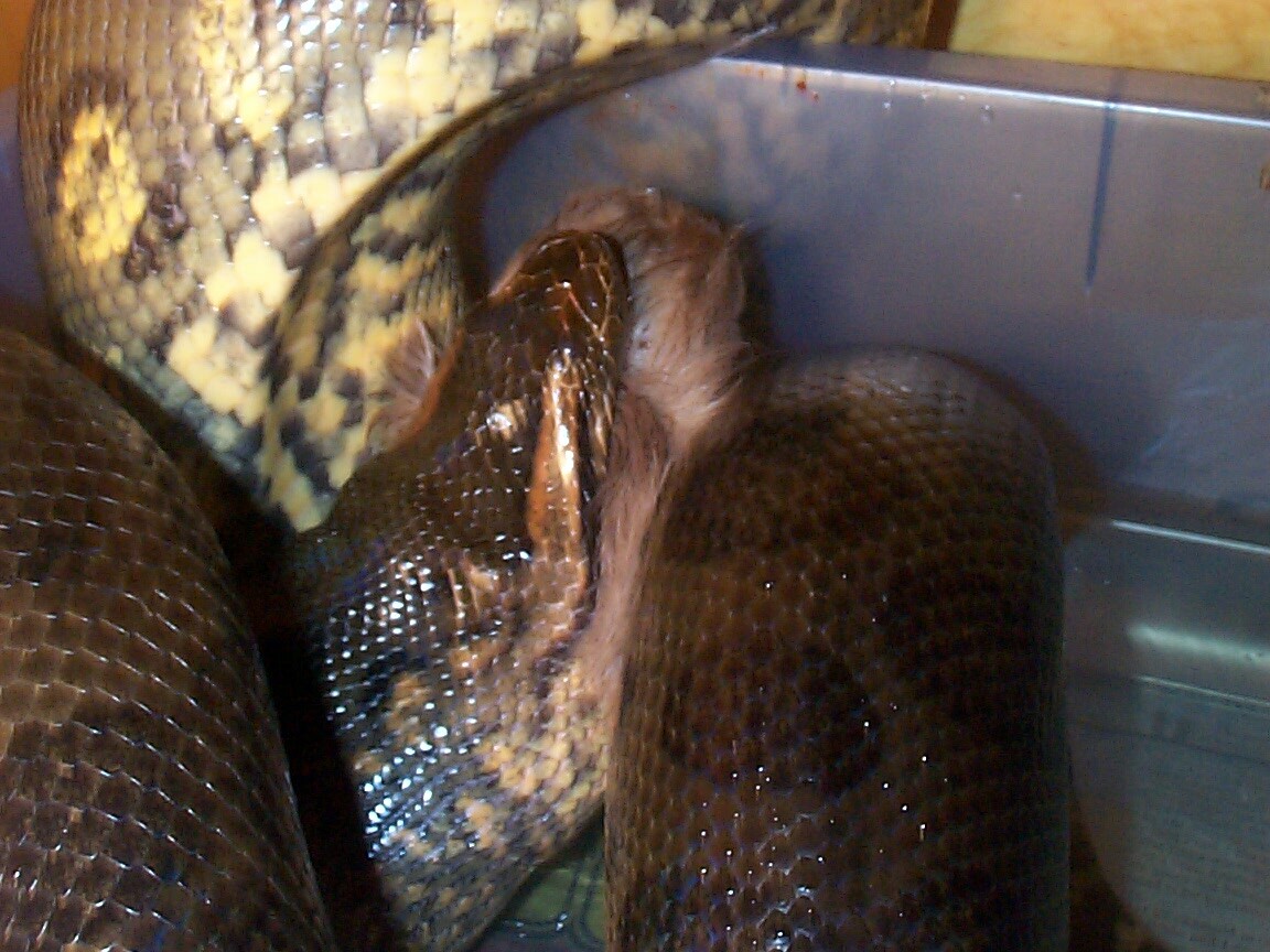 feeding3