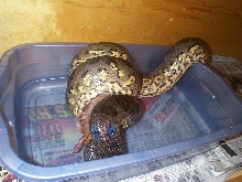 green anaconda feeding