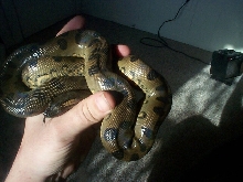 Kelly Haller male green anaconda