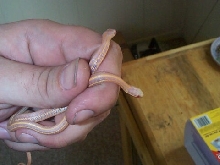 red albino plains garters