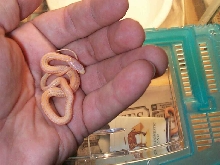 female albino red plains
