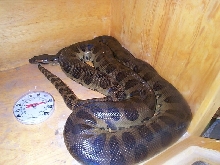female green aug. 23