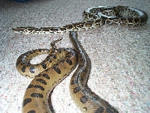 buddies