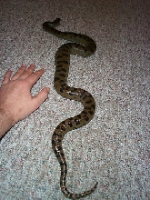 male green