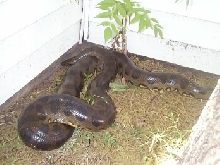 my female