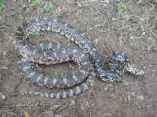 bull snake
