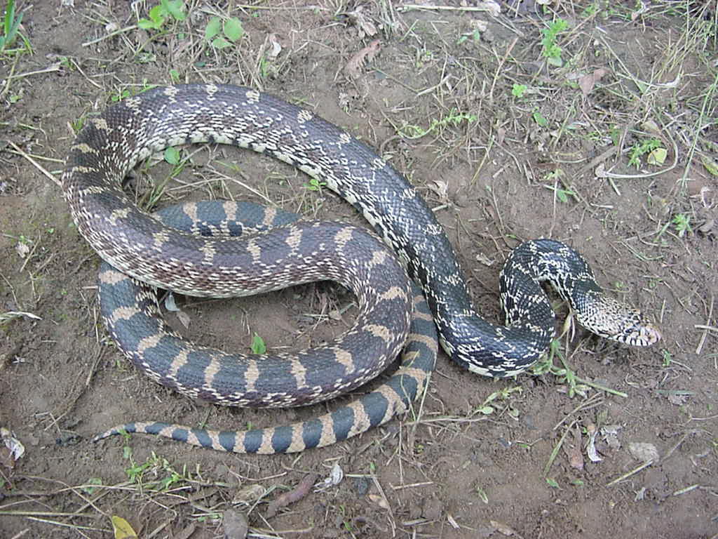 bull snake