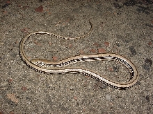 glass lizard