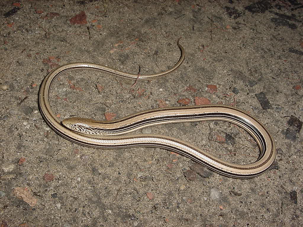 glass lizard
