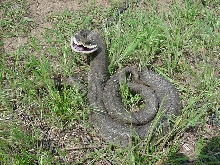 hognose