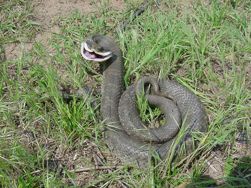 hognose
