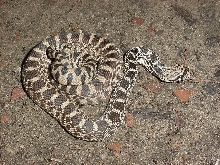 bull snake