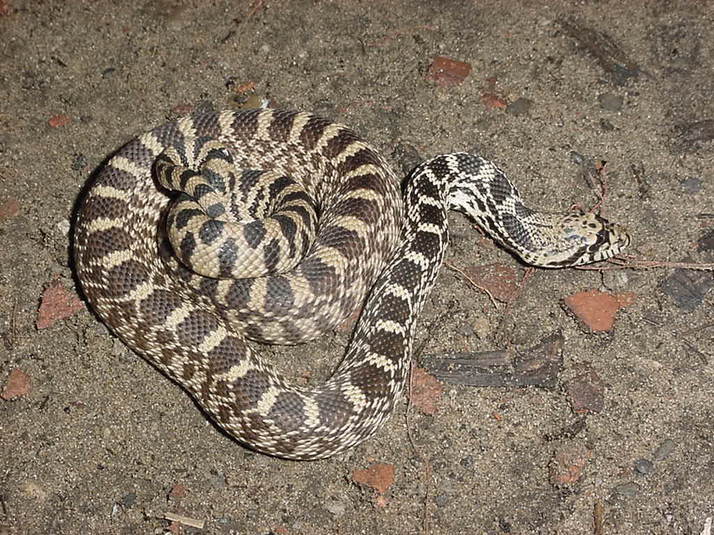 bull snake