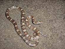 milk snake