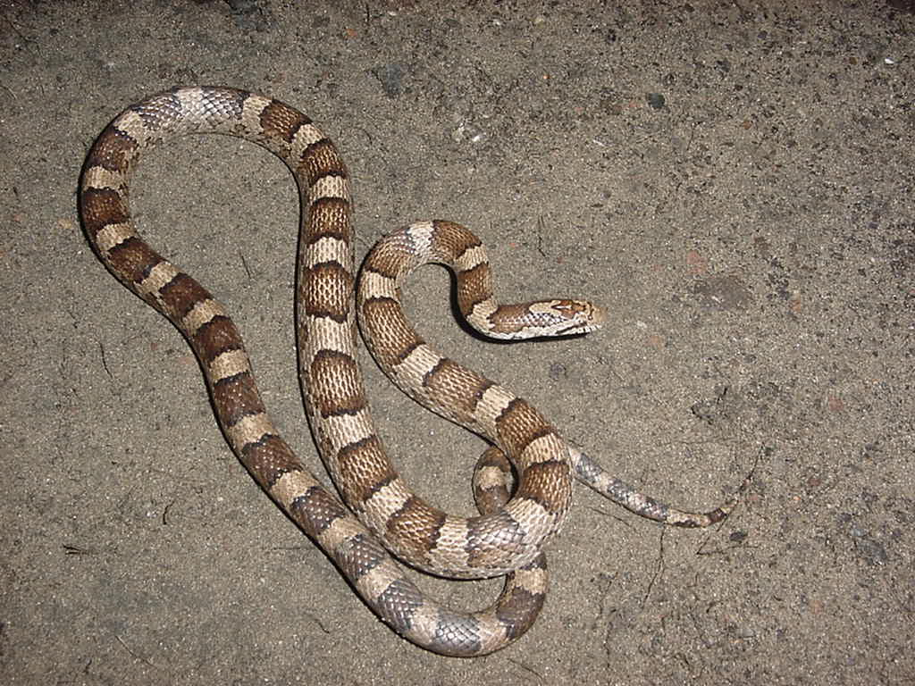 milk snake
