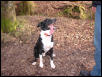 goodboy dibley