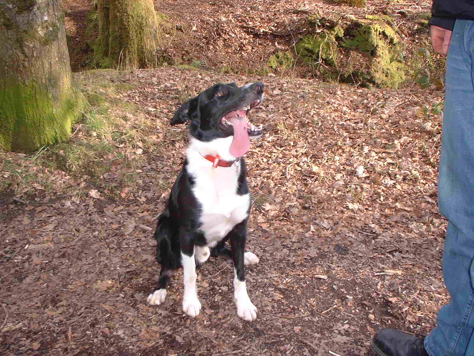 goodboy dibley