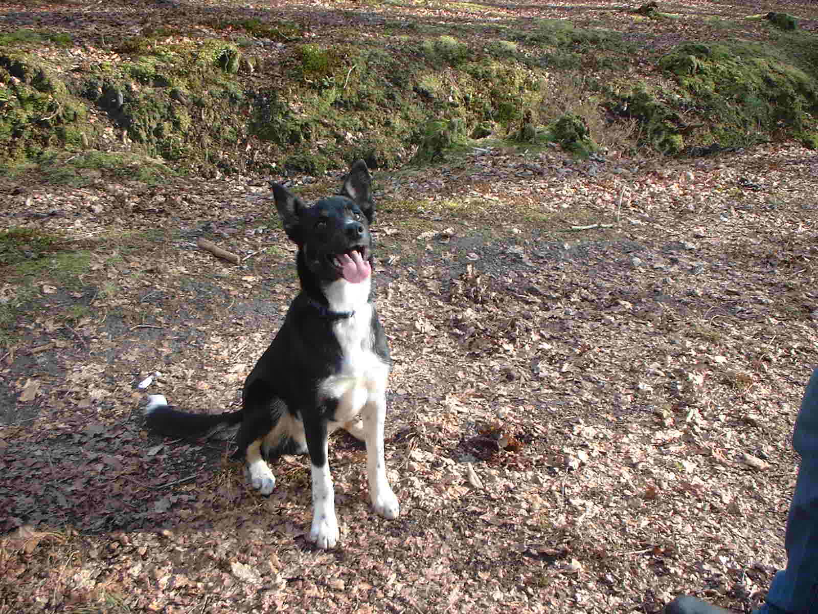 goodboy sammy