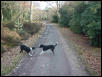 dib and sam