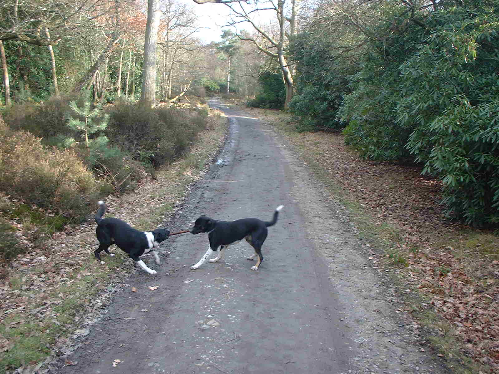 dib and sam