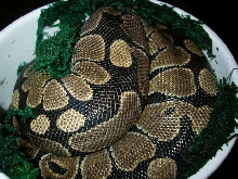 Monty in his moist container.