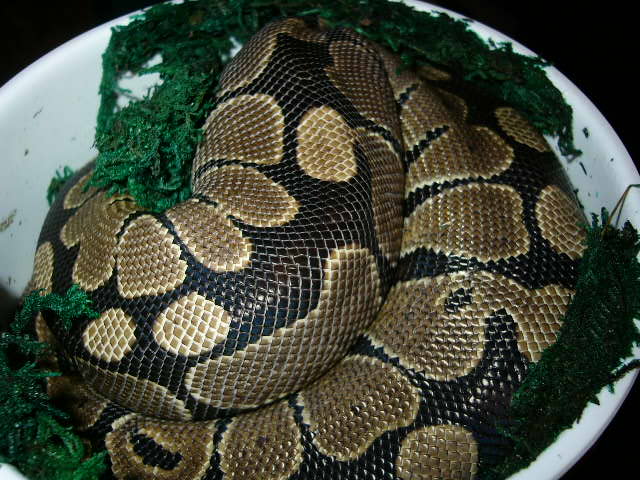 Monty in his moist container.