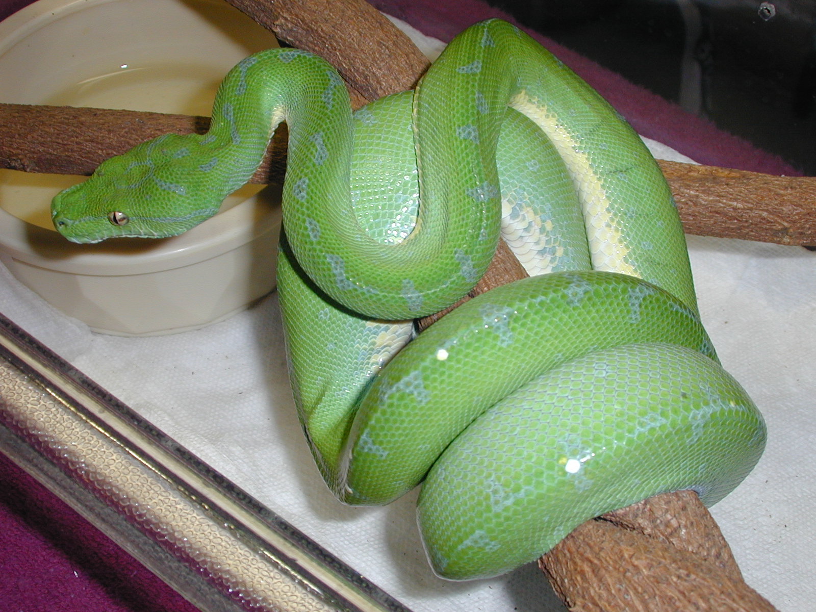 Male #1