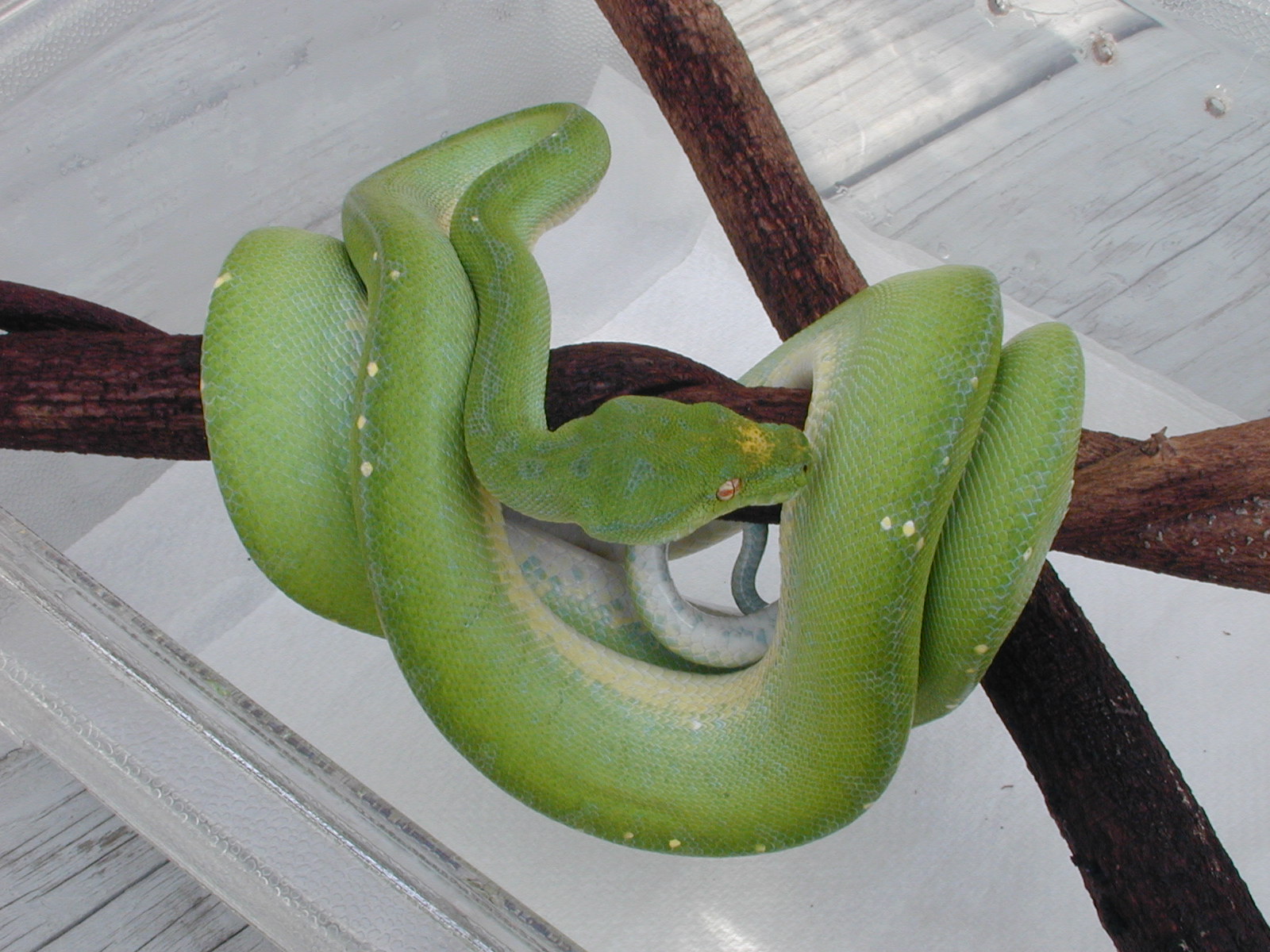 Male #4   $550.00