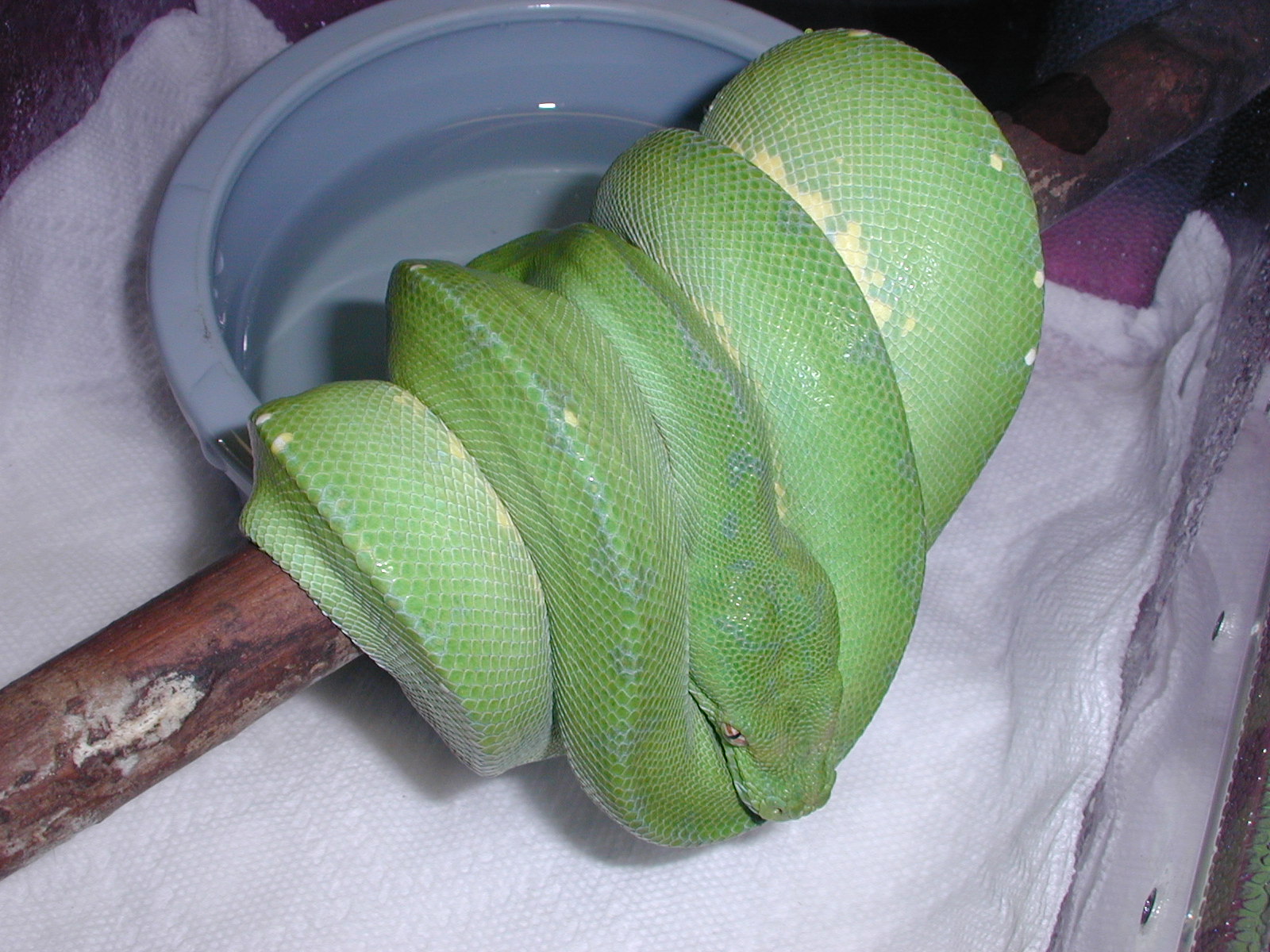 Male #7