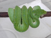 Male #7  $550.00