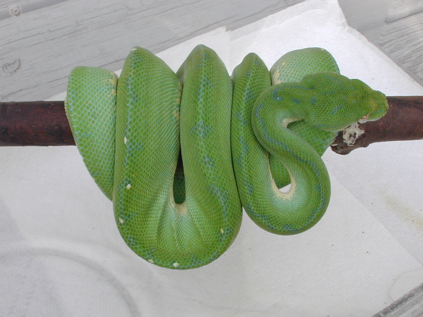 Male #7  $550.00