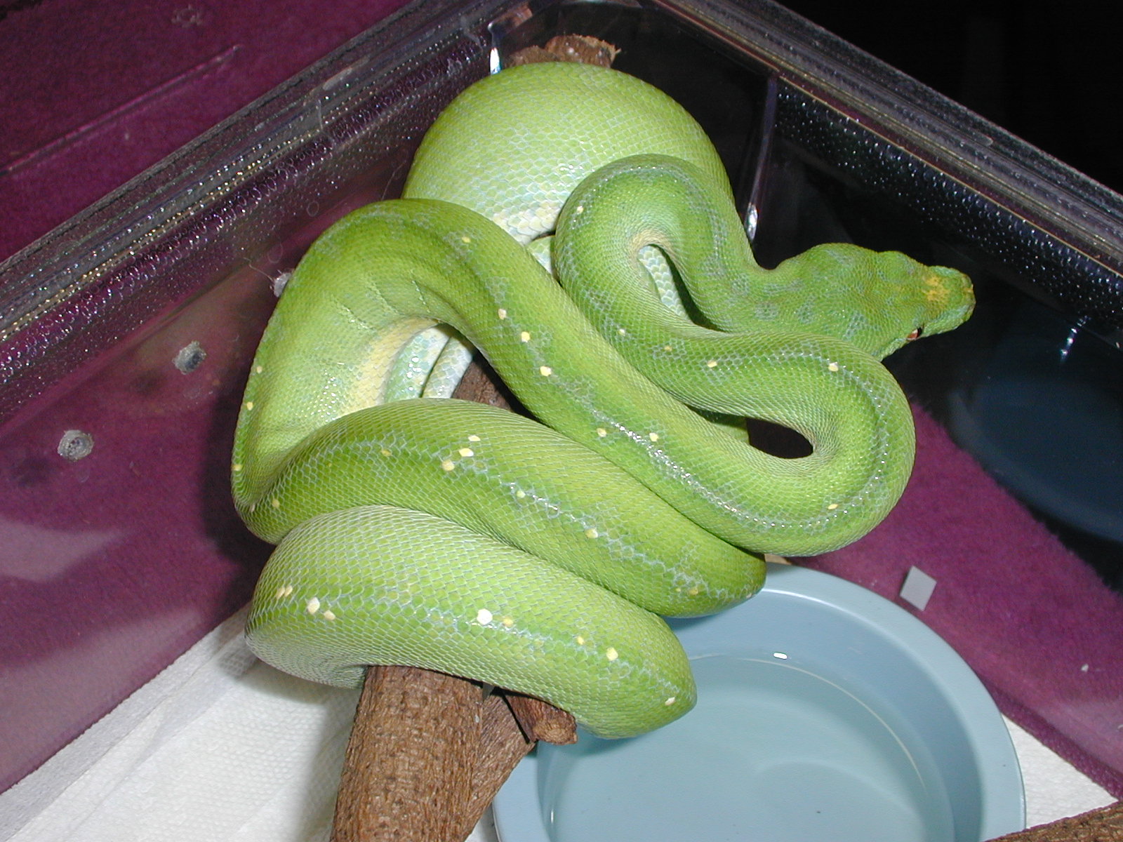 Male #4