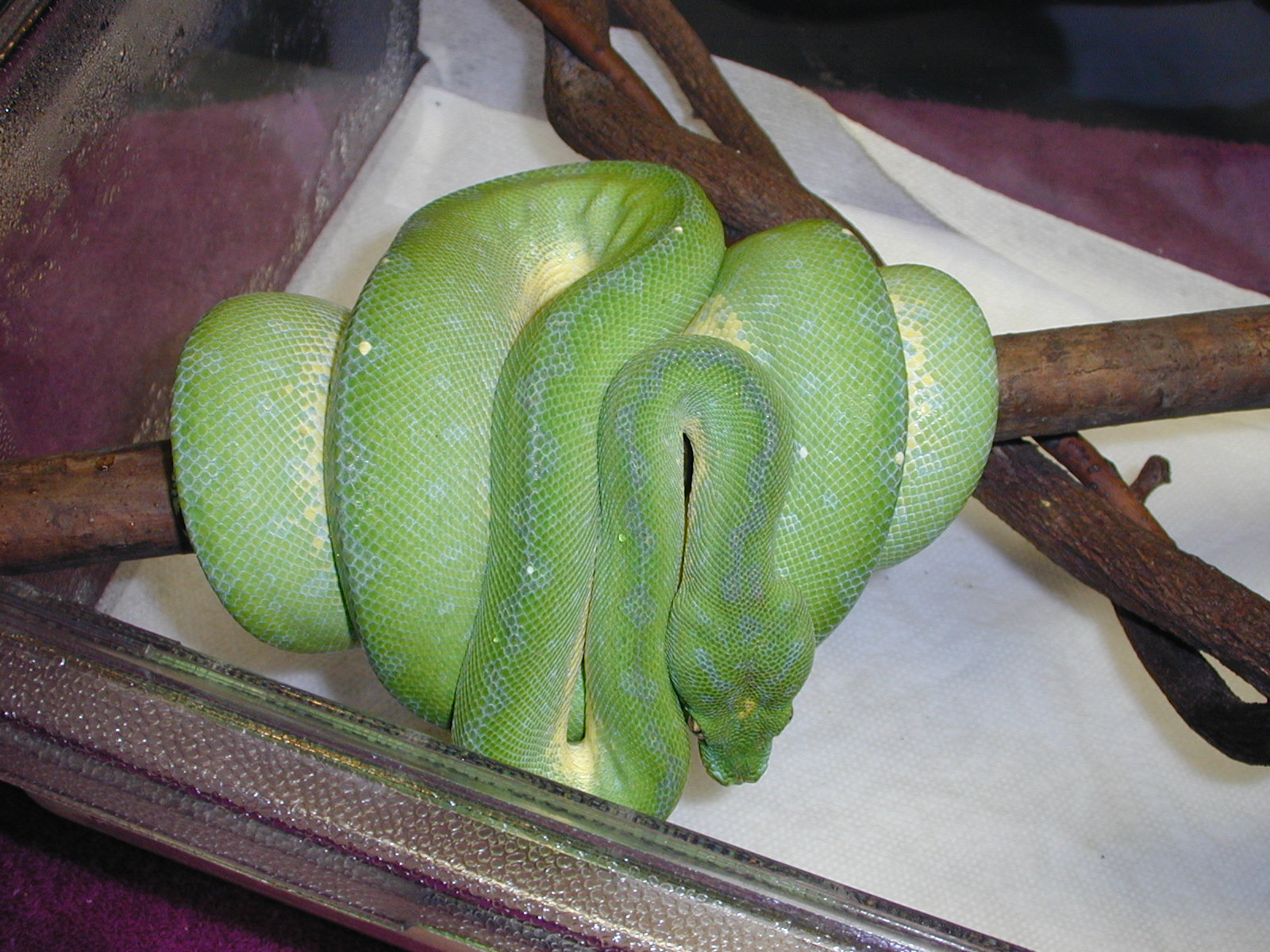 Male #8