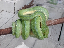 Male #8  $550.00