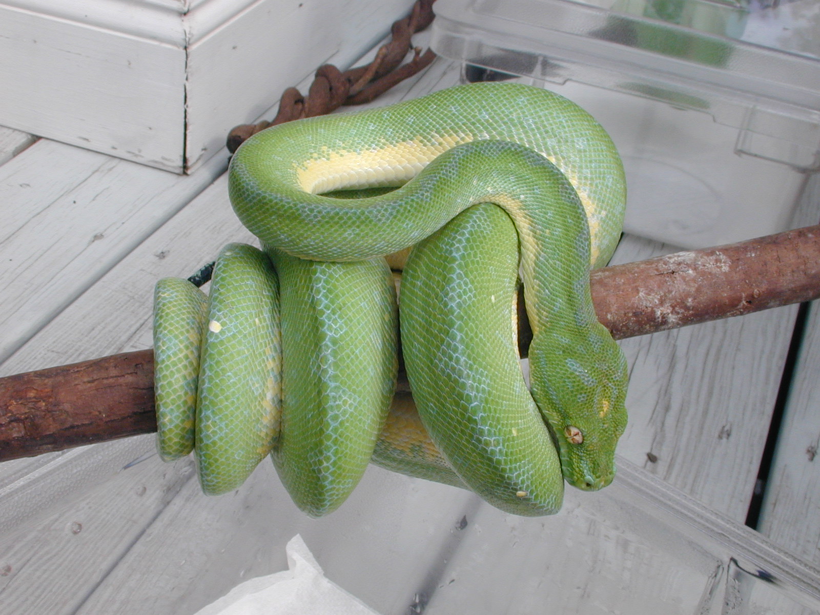 Male #8  $550.00