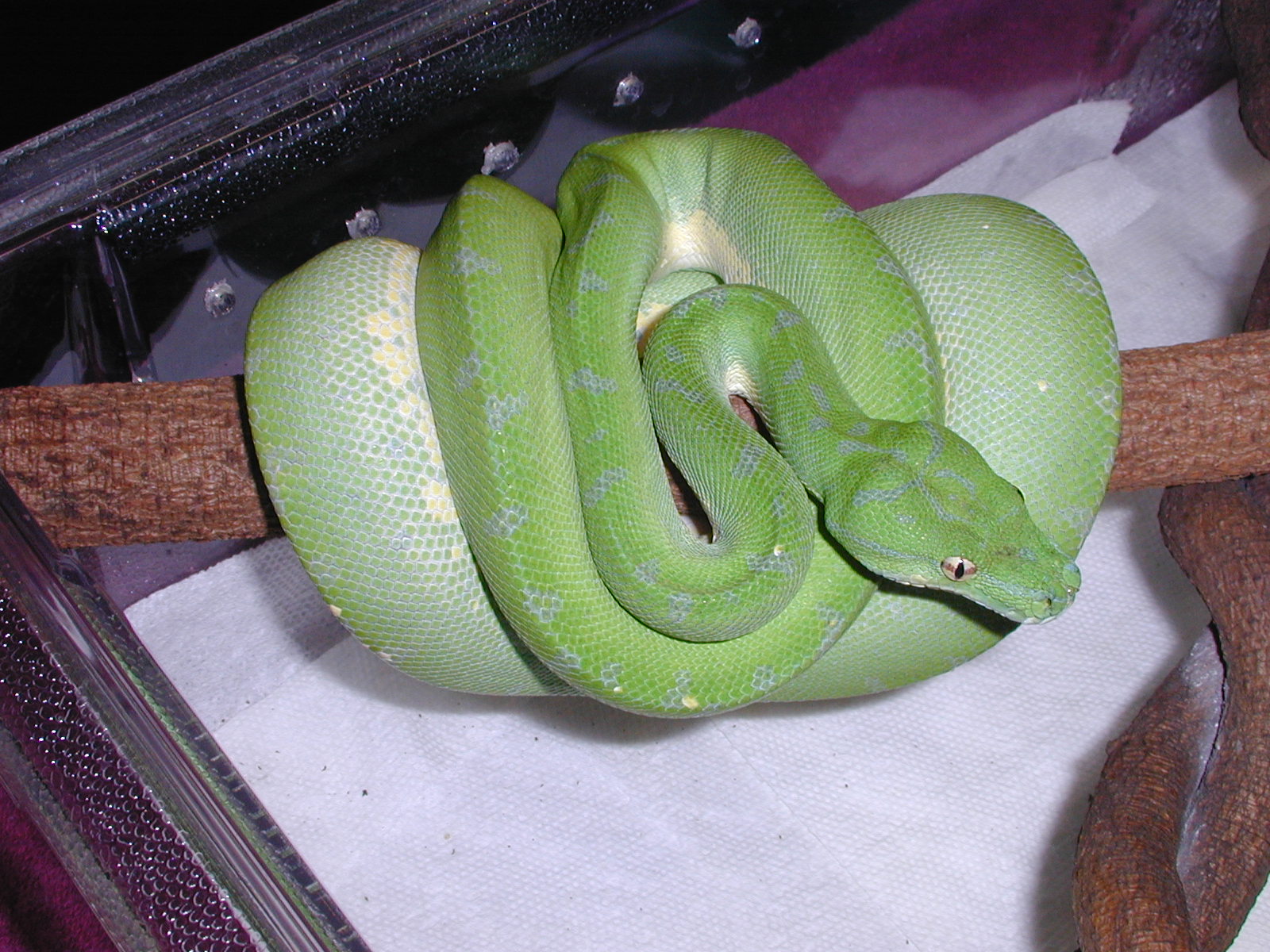 Male #13