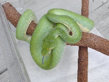 Male #11   $550.00