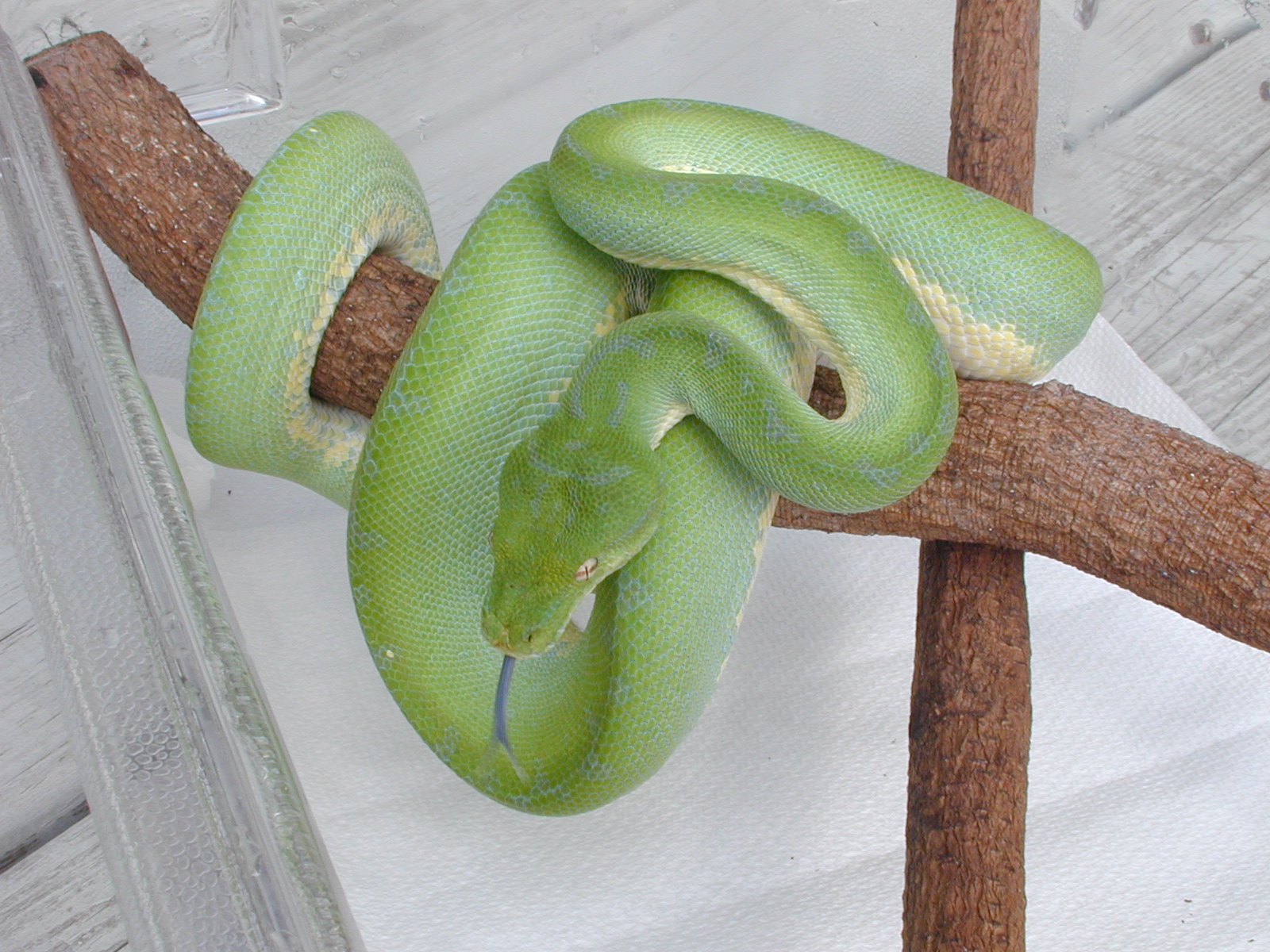 Male #11   $550.00