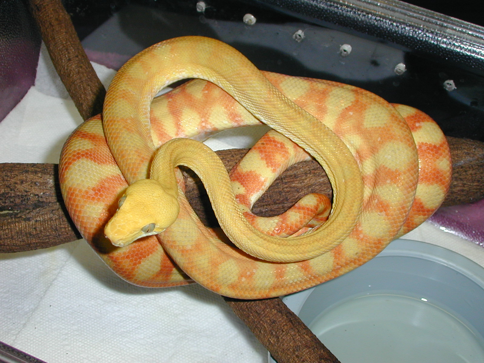 ATB #1 - Female