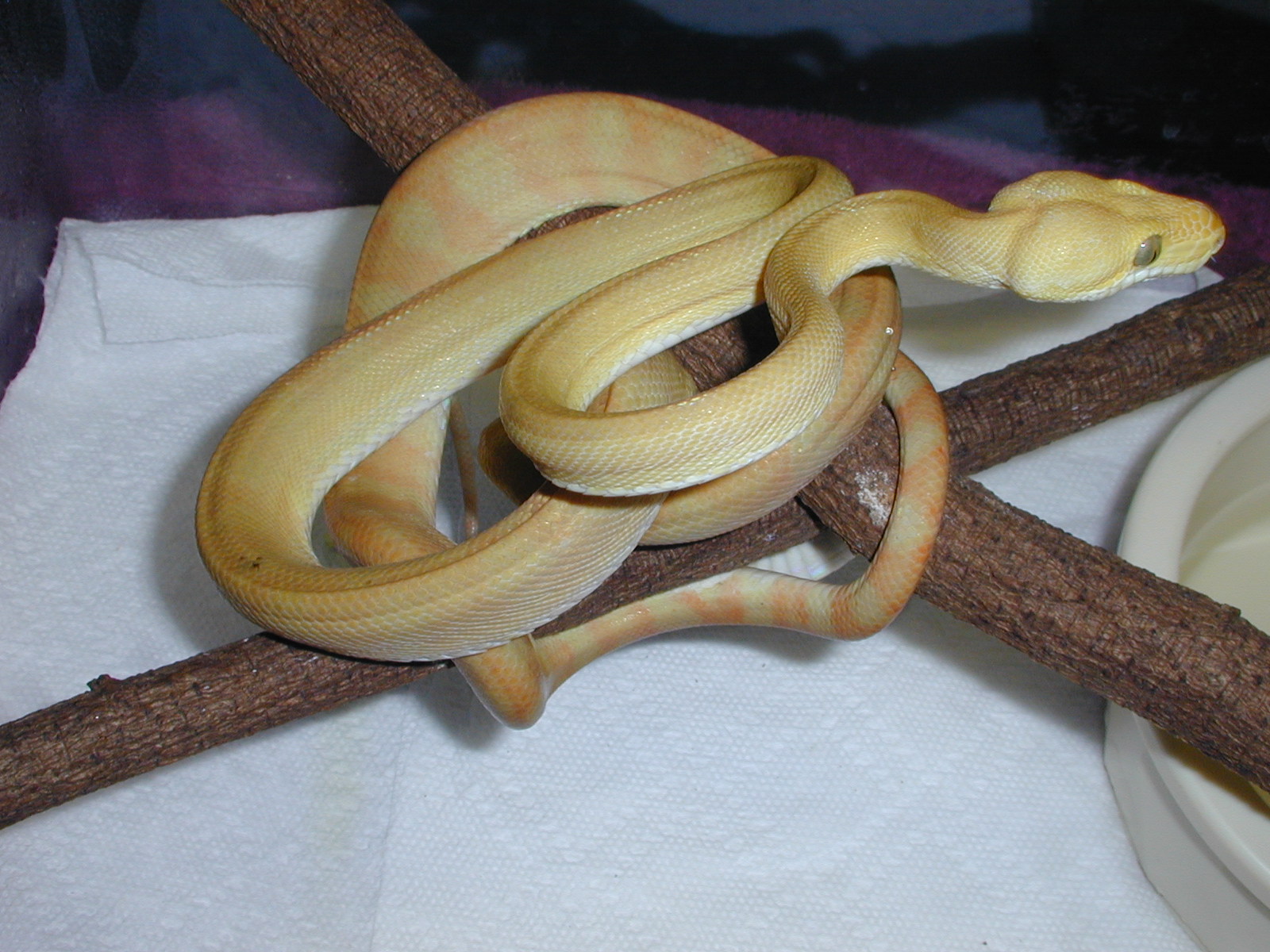 ATB #2 - Female