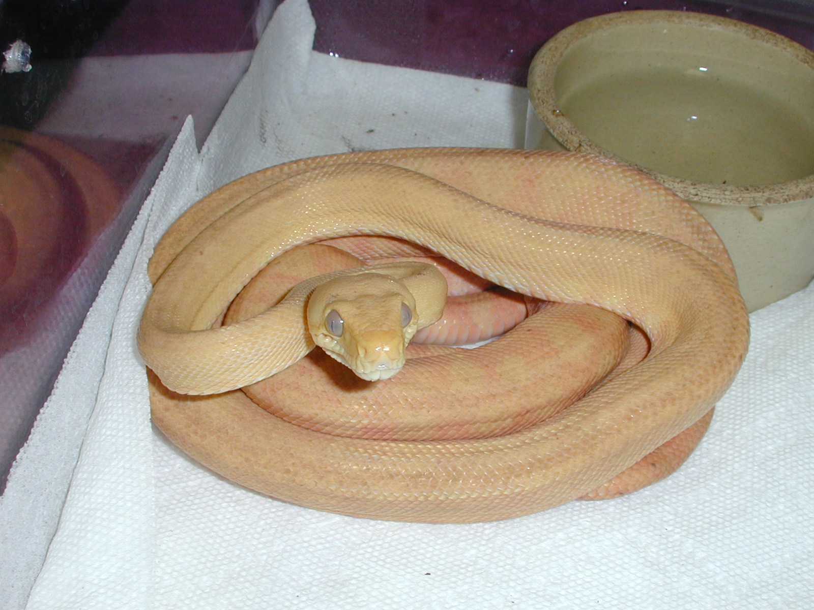 ATB #3 - Male